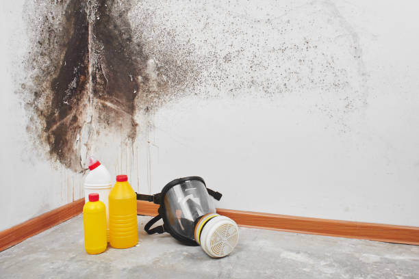 Best Attic Mold Removal  in Paris, TX