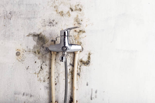 Best Mold Testing  in Paris, TX