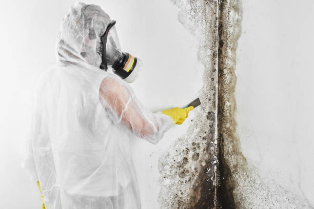 Best Mold Removal and Inspection  in Paris, TX