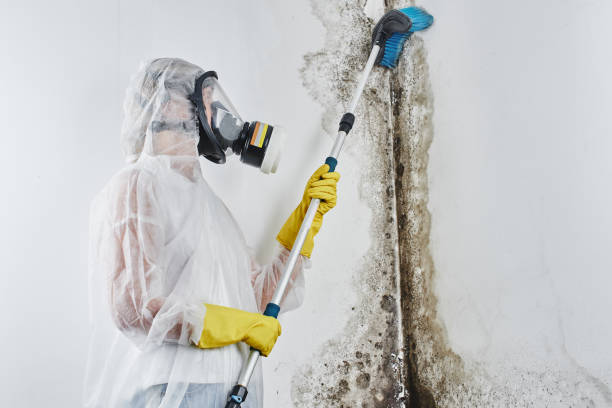 Paris, TX Mold Removal Company