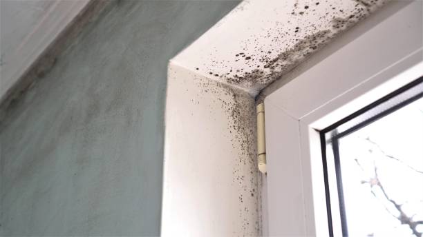 Best Mold Damage Repair  in Paris, TX