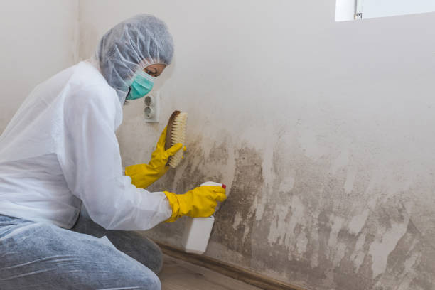 Certified Mold Removal in Paris, TX