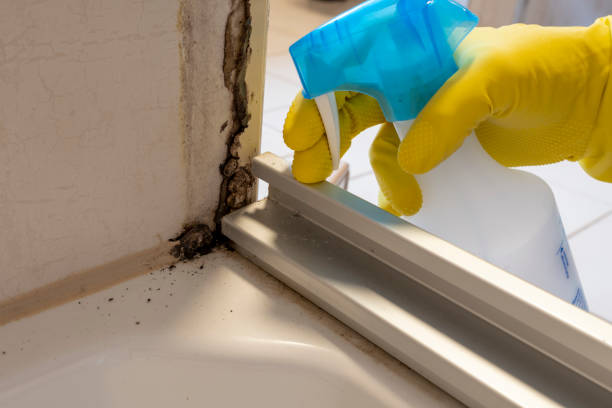 Mold Testing and Removal in Paris, TX