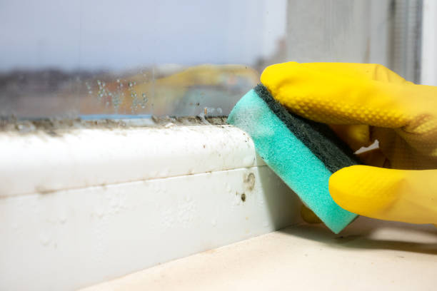 Best Professional Mold Removal  in Paris, TX