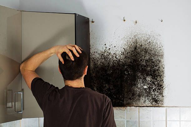 Best Mold Removal and Inspection  in Paris, TX