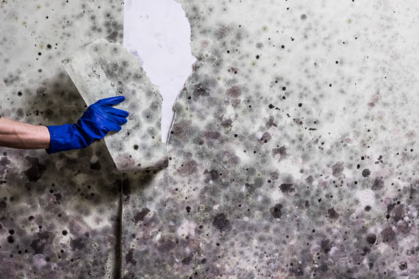 Best Home Mold Removal  in Paris, TX