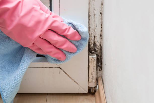  Paris, TX Mold Removal Pros