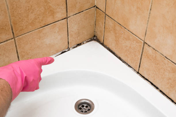 Best Fast Mold Removal  in Paris, TX
